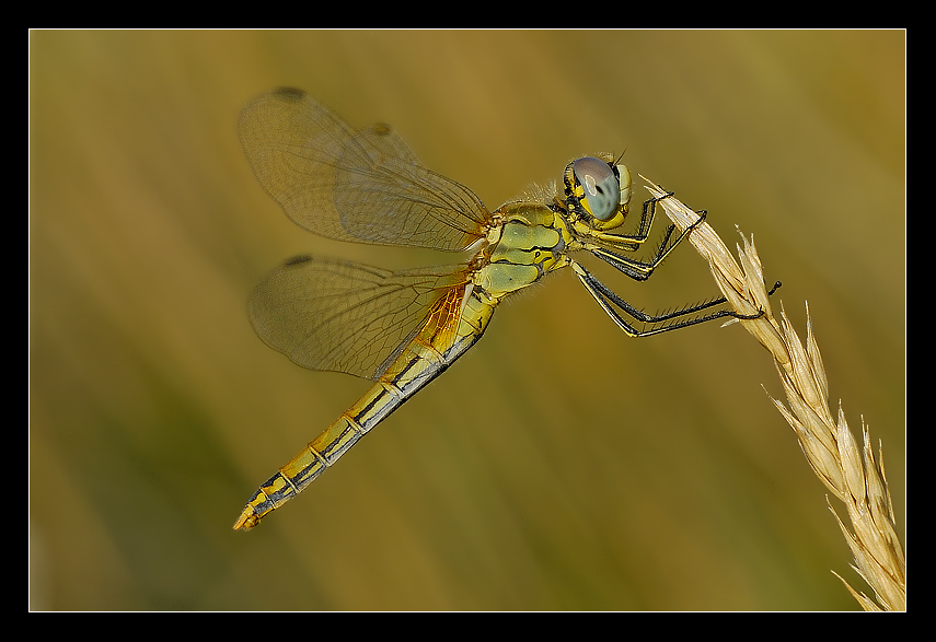 Sympetrum fonscolombii (femmina)