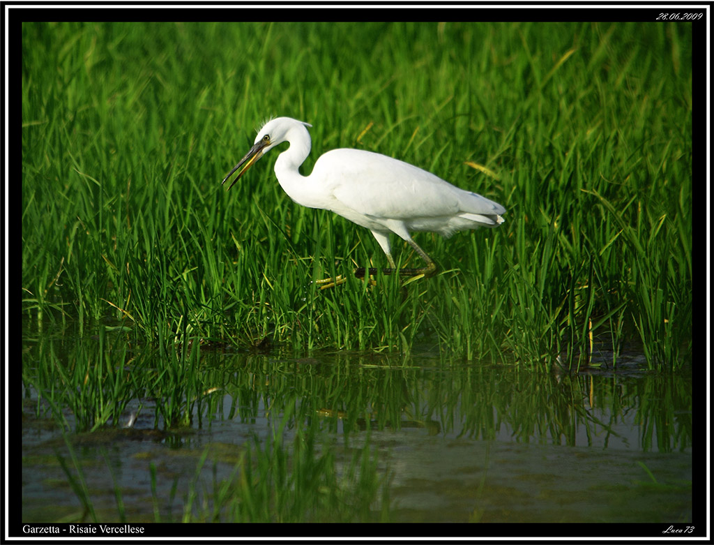 Garzetta # 7