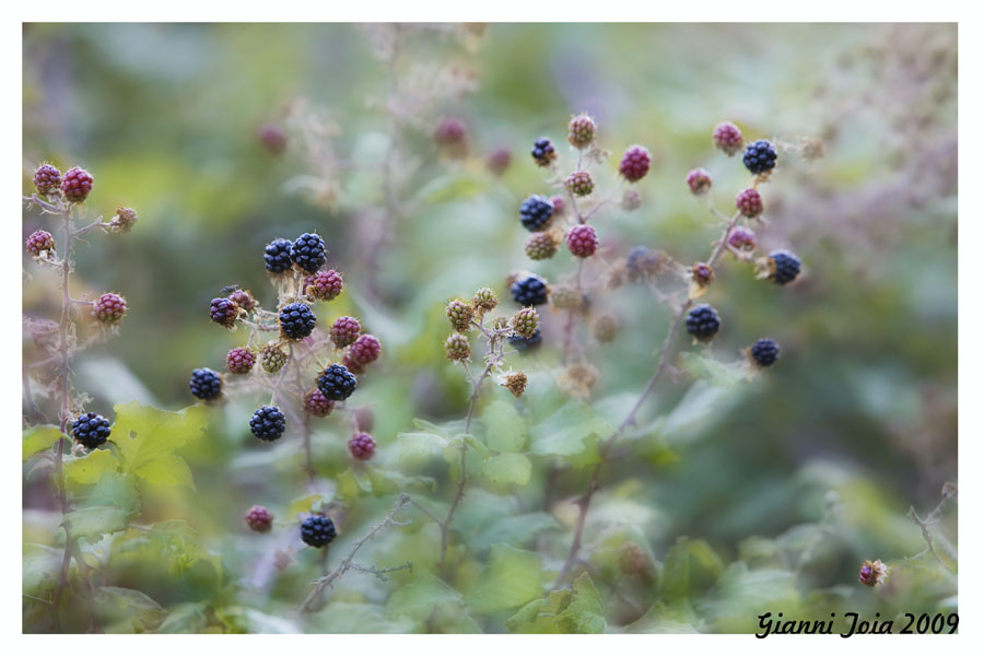 passeggiando per il bosco