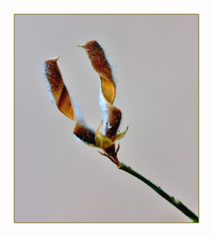 Come-due-corna-D'Alce