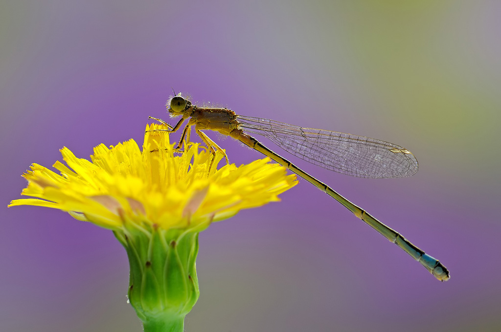 Un mondo di colori per la libellula