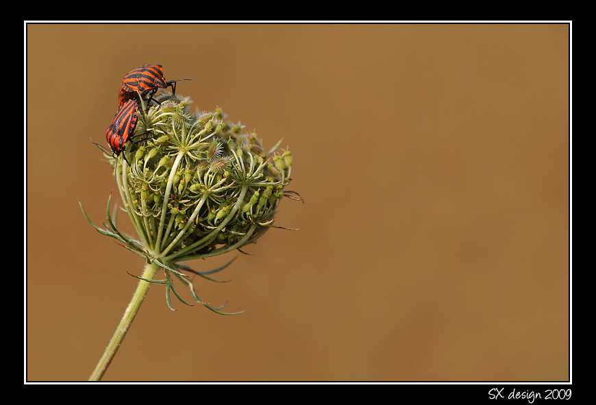 Cimici - tentativo di macro