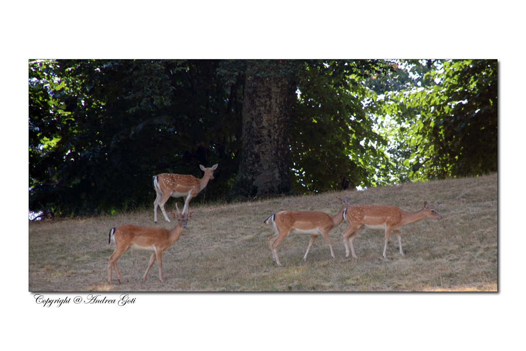 L'allegra famigliola
