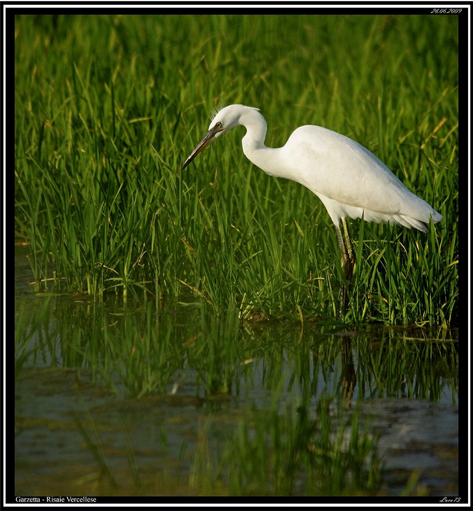 Garzetta # 9