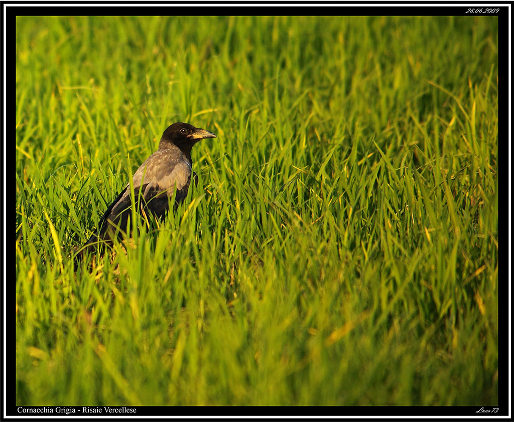 Cornacchia Grigia # 1