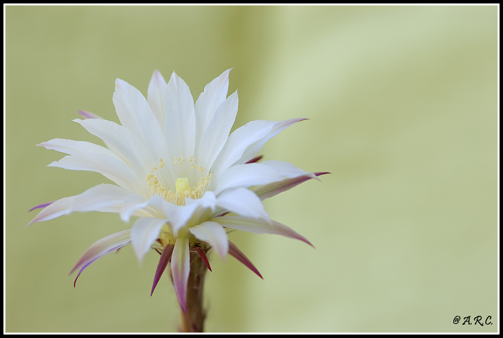 Fiore di pianta grassa