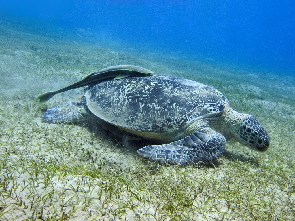 Marsa Alam - Tartaruga