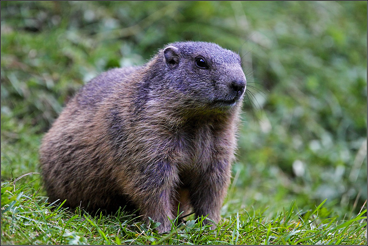 marmotta trentina