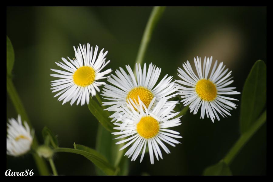 i miei primi passi...