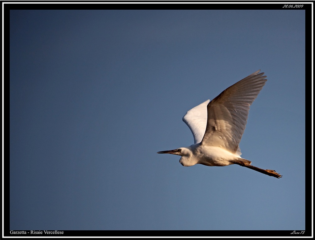 Garzetta # 12