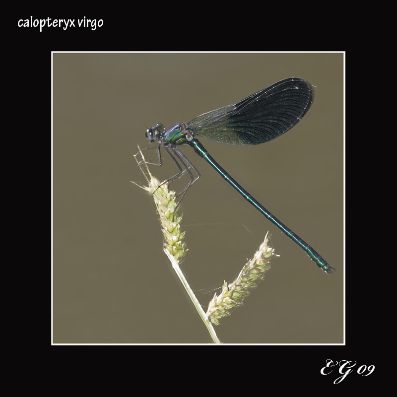 calopteryx