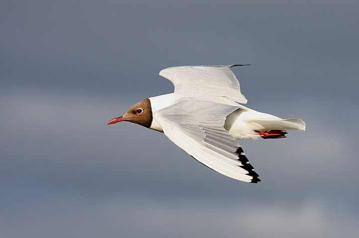 ...GABBIANO IN VOLO AL TRAMONTO...