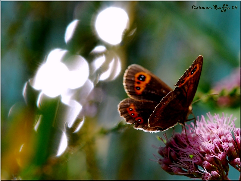 Giochi di luce e colori