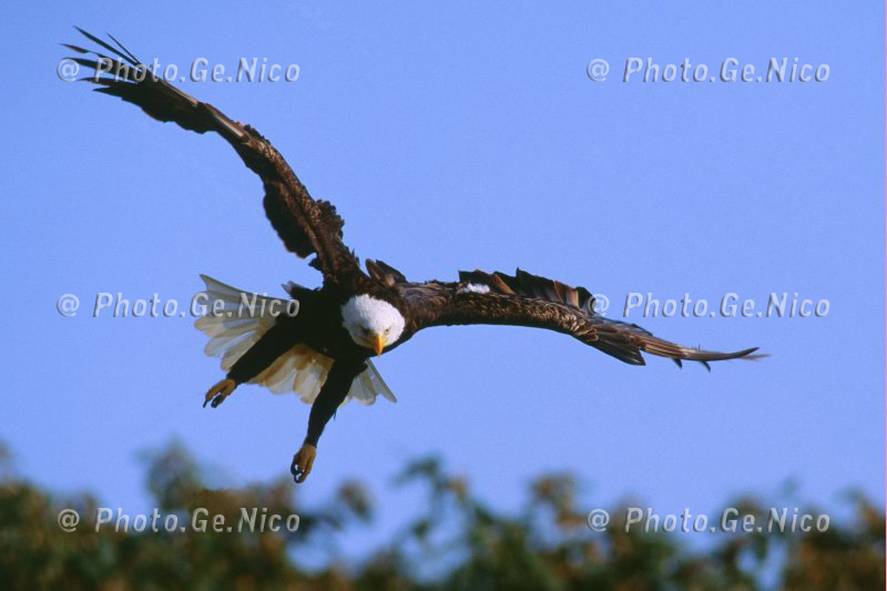 Aquila di mare americana