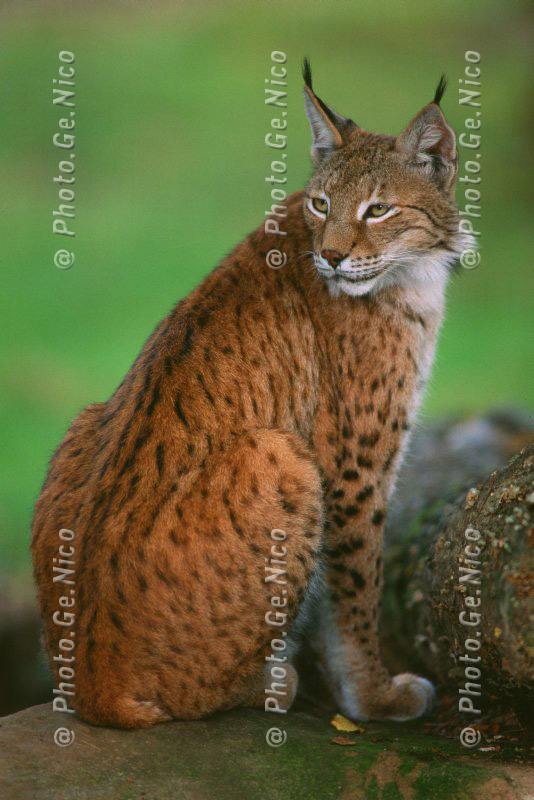 Lince