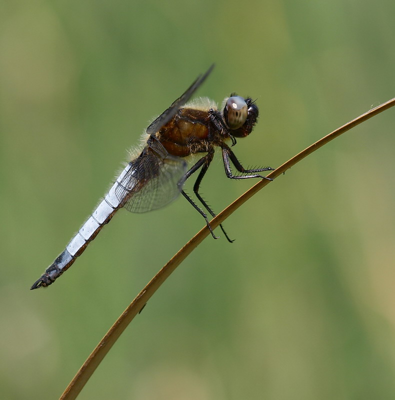 Libellula depressa