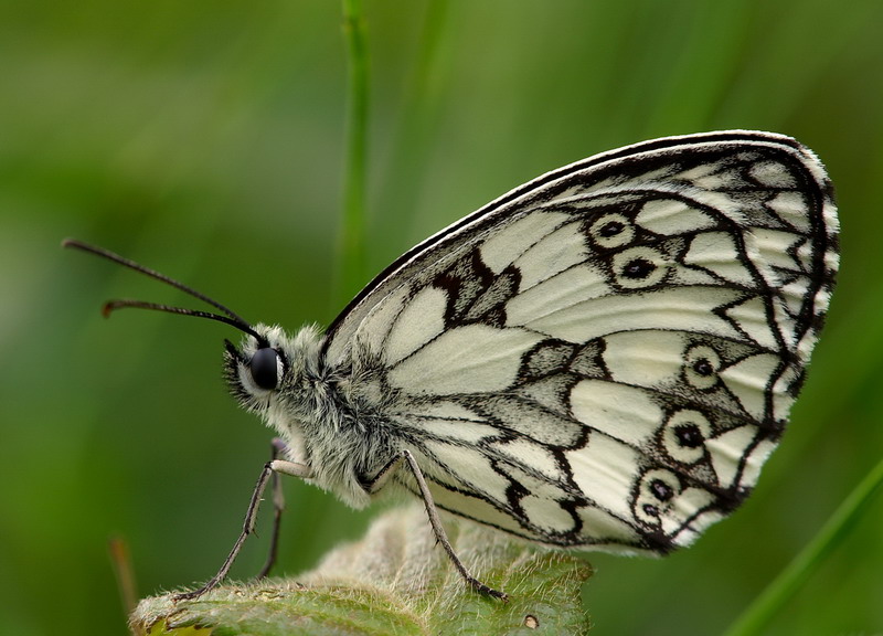 Melanargia