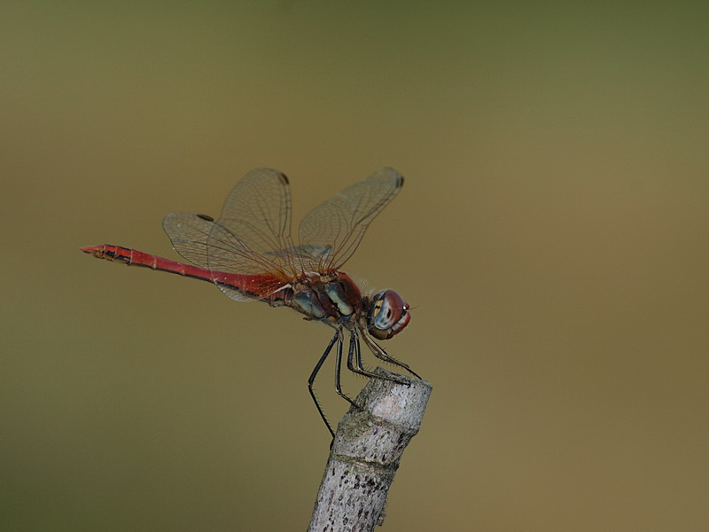 La caccia � aperta