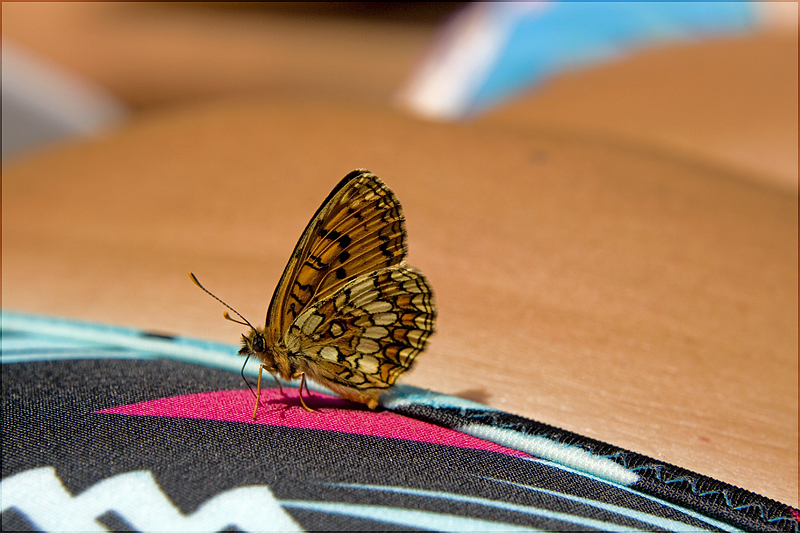 la sexy...farfallina