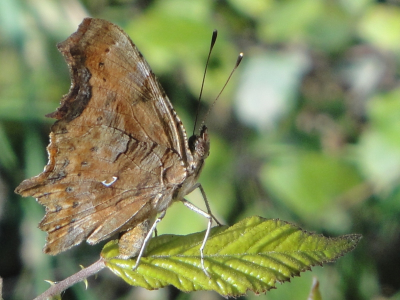 come d'autunno.. sugli alberi le foglie...