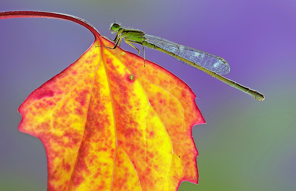Libellula e trasparenze