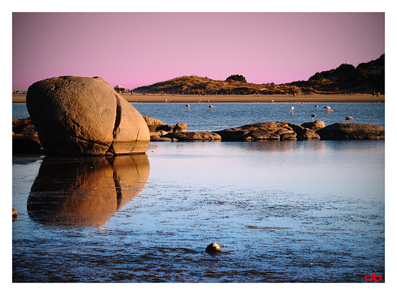 Fenicotteri rosa in un tramonto rosa