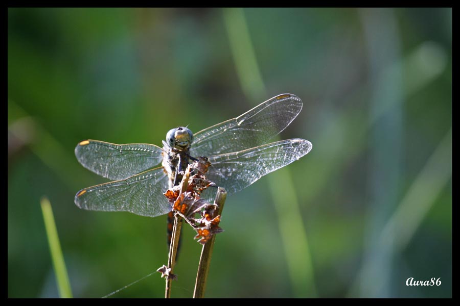 libellula 2