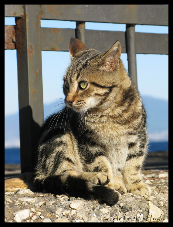 gattino a Napoli