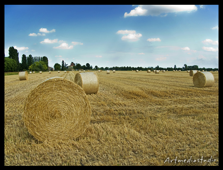 campo di grano Parma...