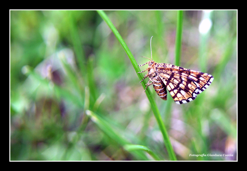 Farfalla di Stanghe