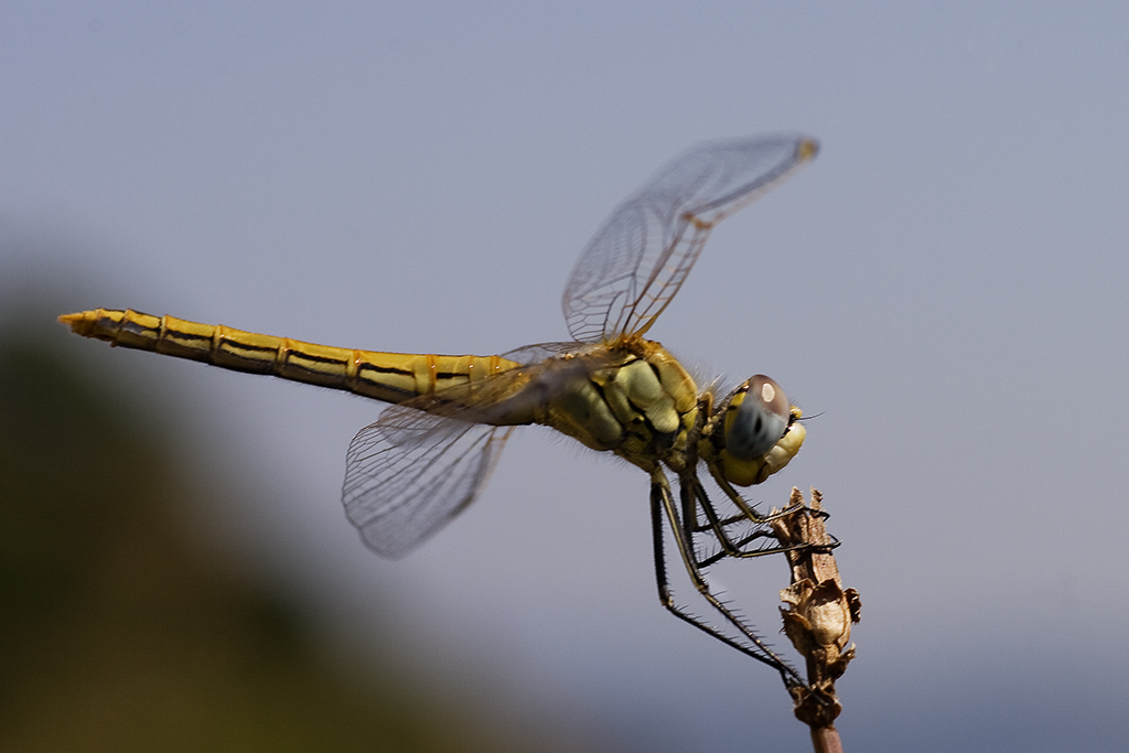 libellula gialla