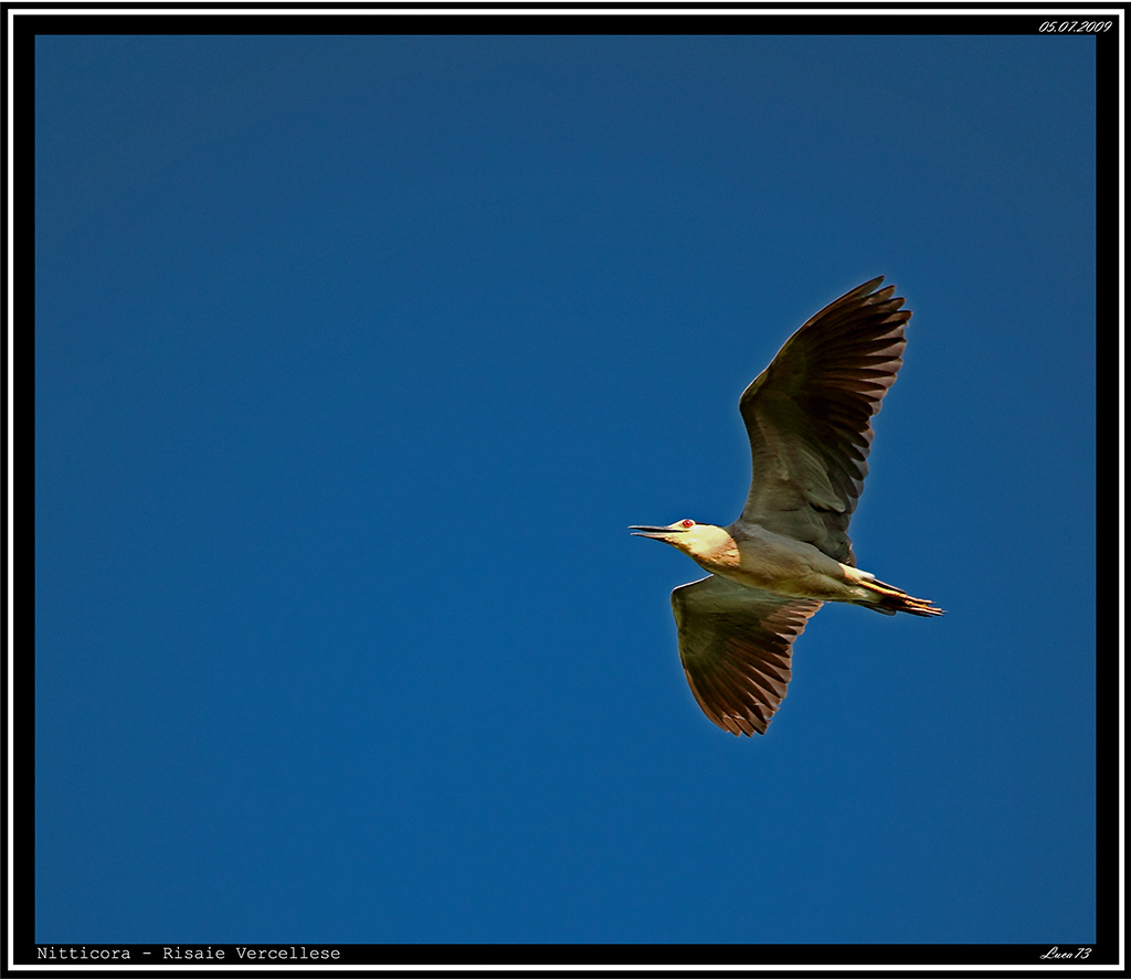 Nitticora # 4 - in volo
