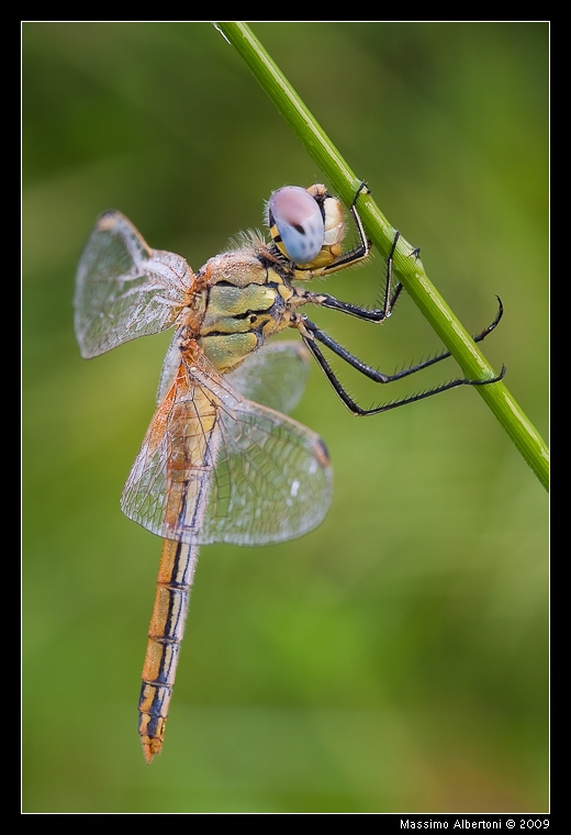 Sympetrum fonscolombii (femmina)