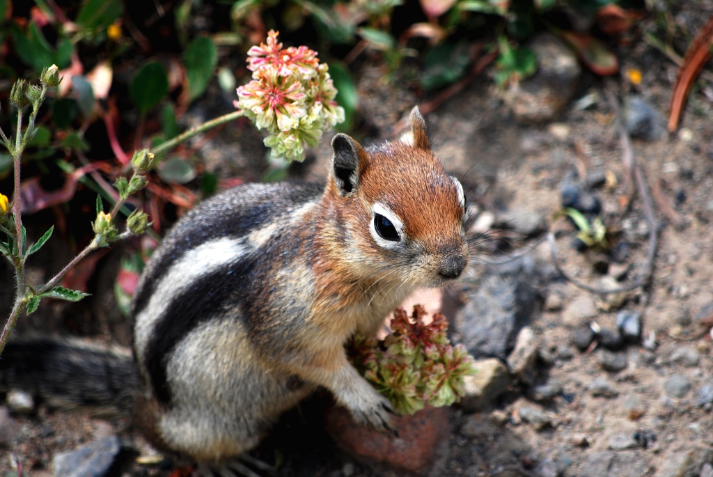Golden-mantled ground squirrel