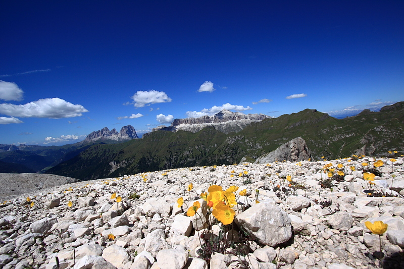 fiori, sella e sassolungo