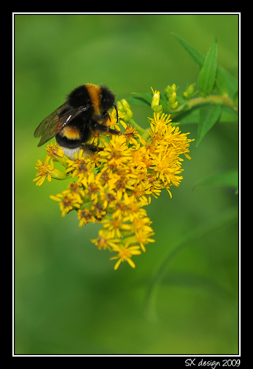 Bombus terrestris