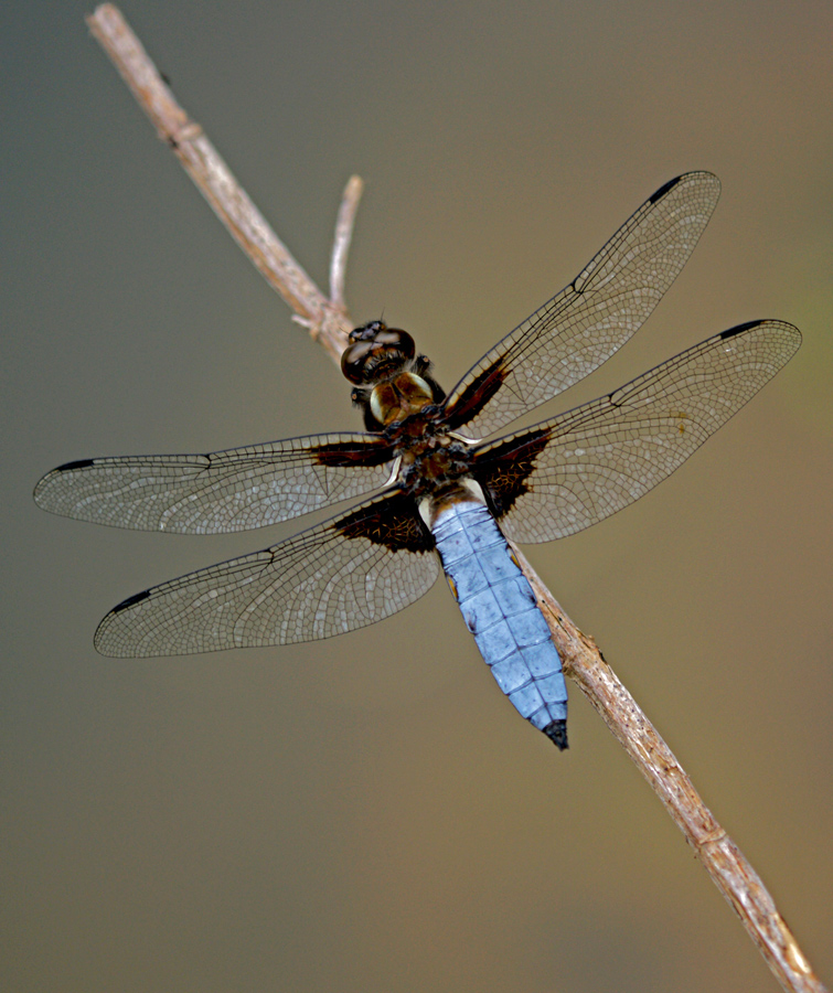 libellula depressa maschio