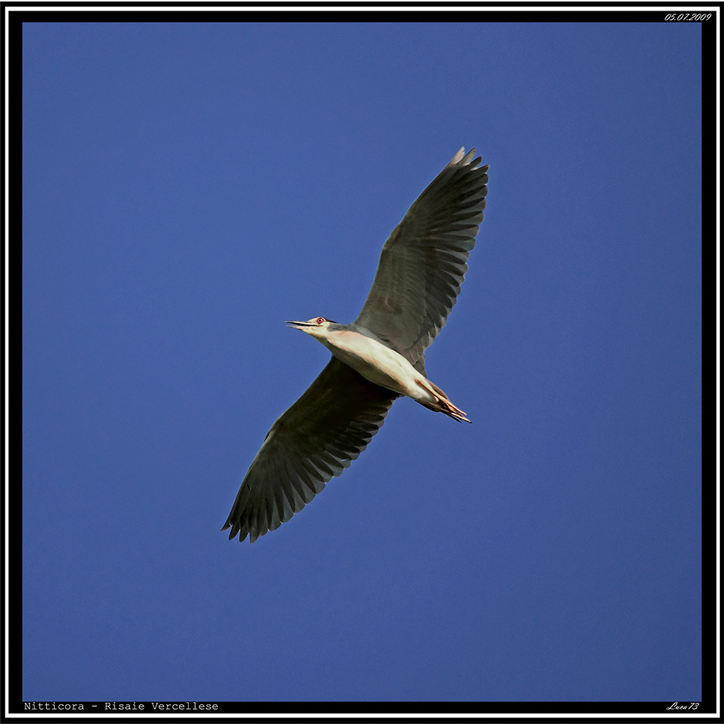 Nitticora # 6 - in volo