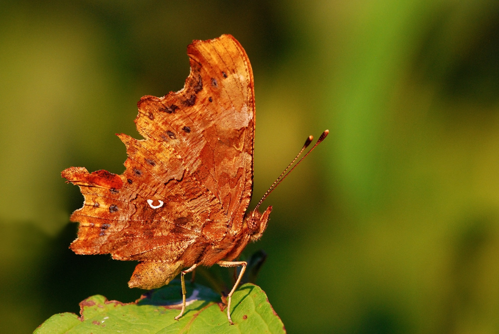 Vanessa C al tramonto