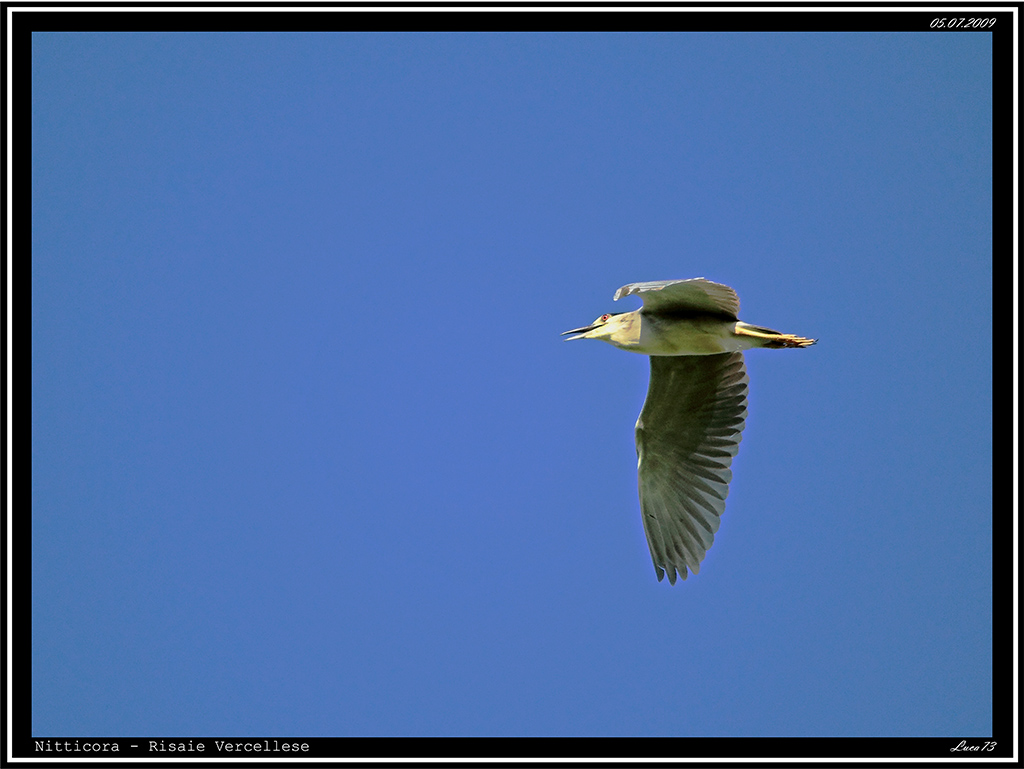 Nitticora # 7 - in volo