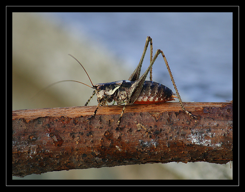 Nonno Grillo alla trave...