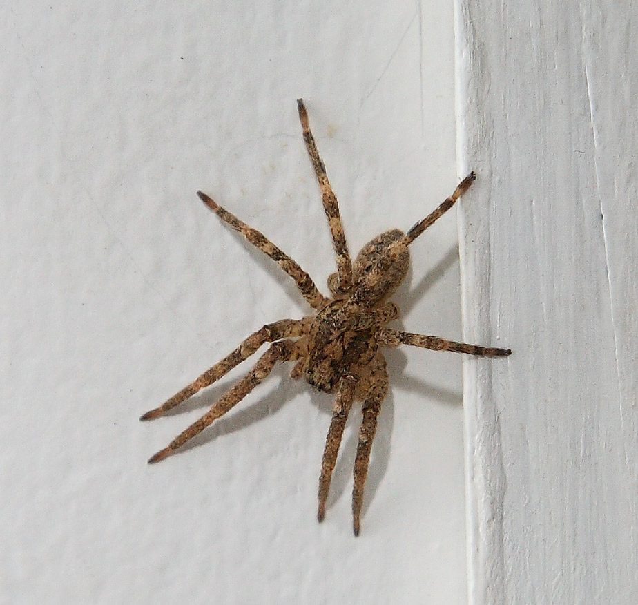 Ospite - Chi lo conosce?