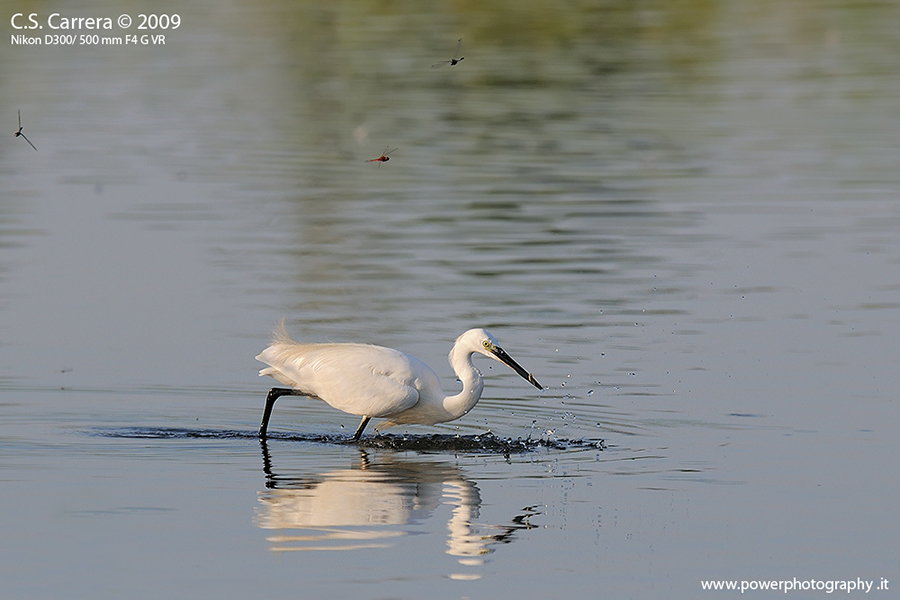 Libellule con garzetta