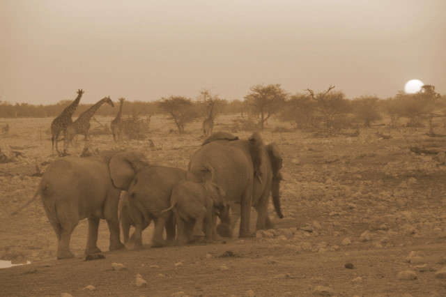 elefanti al tramonto