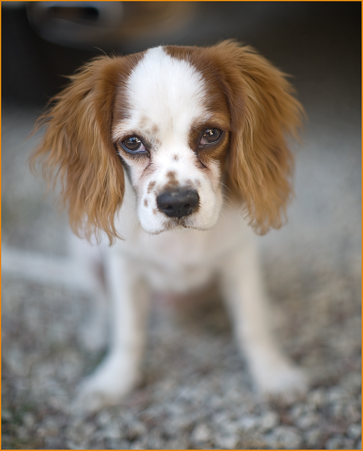 Occhio che ti vengo nella stanza..