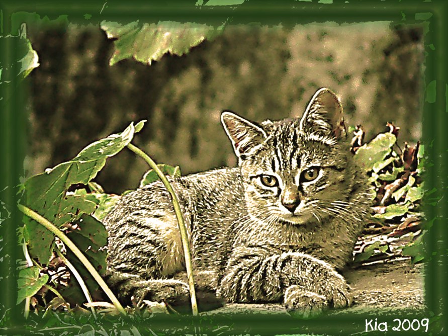 Il meritato riposo...(ho messo anche l'originale :D)