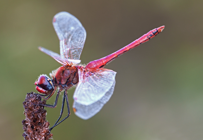 Libellula
