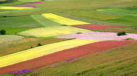 Pennellate di colore