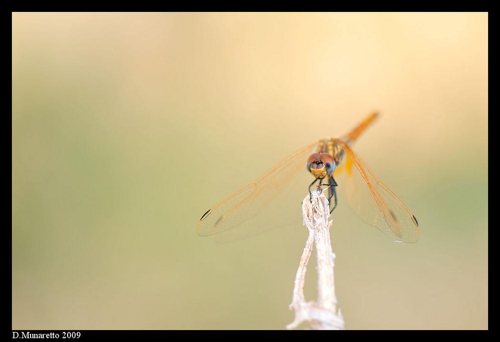 Libellula...nella nebbia!