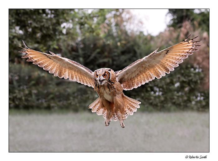 Il gufo pi� fotografato del web